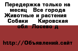 Передержка только на месяц - Все города Животные и растения » Собаки   . Кировская обл.,Лосево д.